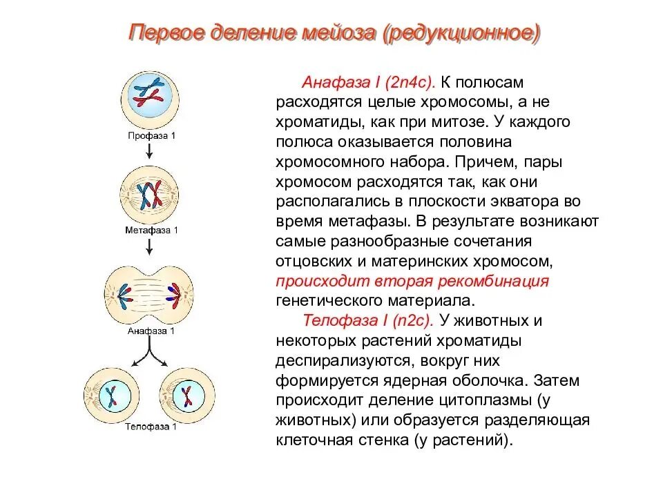 Мейоз происходит в период в процессе. Набор клеток мейоз митоз. в анафазу хромосомный набор 4n4c. фазы мейоза хромосомы. набор хромосом в анафазе мейоза 1 и 2.