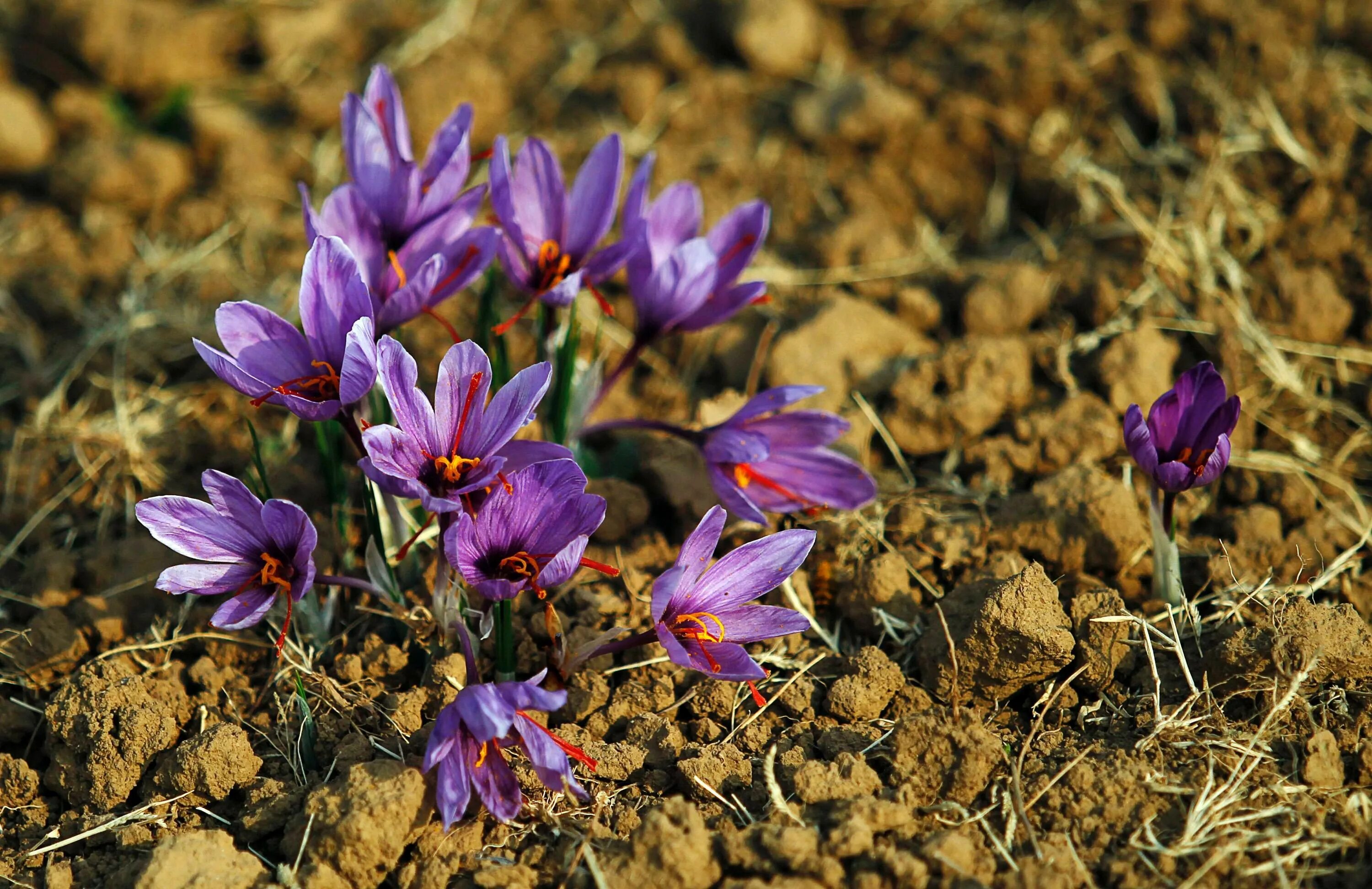 Шафран выращивание. Шафран растение. Шафран (раст. Сем. Касатиковых). Crocus Шафран. Шафран полевой.