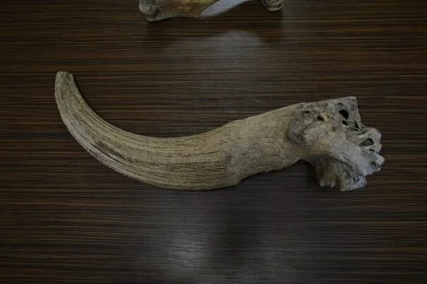 Нашли бизона. Рог бизона Бурзян музее. Окаменелые кости шерстистого носорога Сибирь.