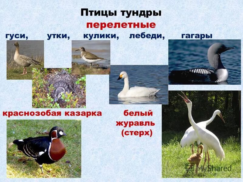 Какие птицы в тундре. Какие птицы в тундре. Птицы тундры. Птицы мир тундры. Перелетные птицы тундры.