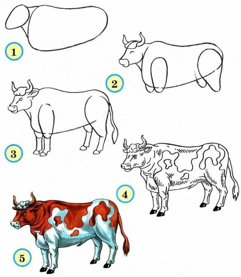 Корова урок 5 класс. Рисование животных для детей. Схема рисования животных для детей. Поэтапное рисование коровы. Корова рисунок карандашом.