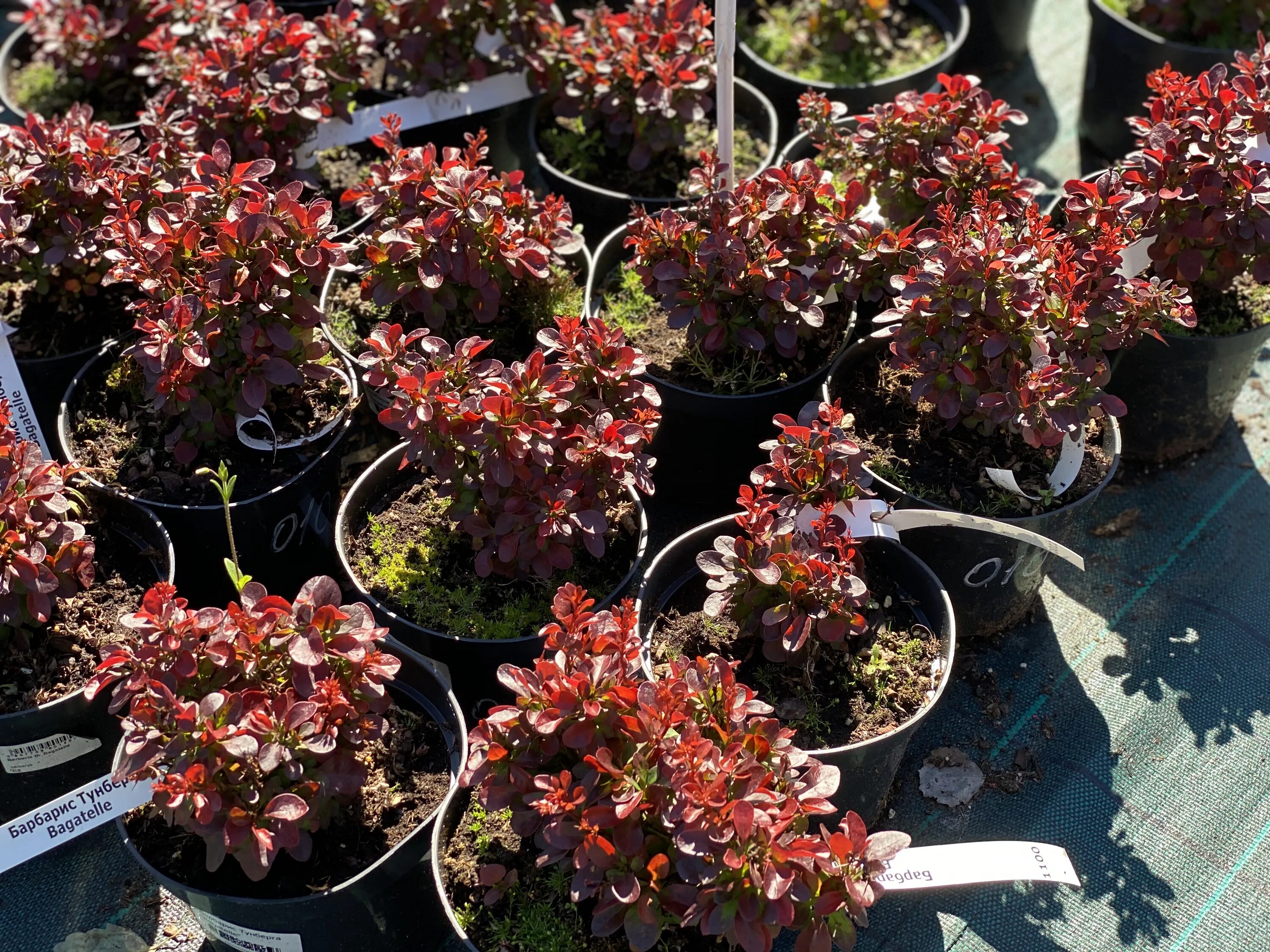 барбарис тунберга багатель. барбарис атропурпуреа багатель. барбарис тунберга багатель. барбарис тунберга багателле. барбарис тунберга багателле.