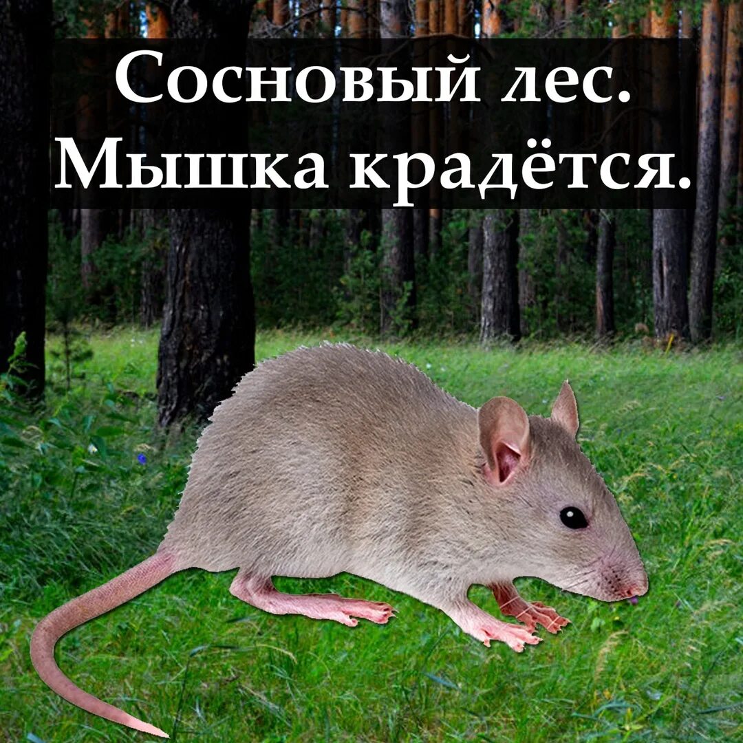 Мышка крадется. Мышь крадется. мышь кродеца. мемы мышь крадется. мышь притаилась.