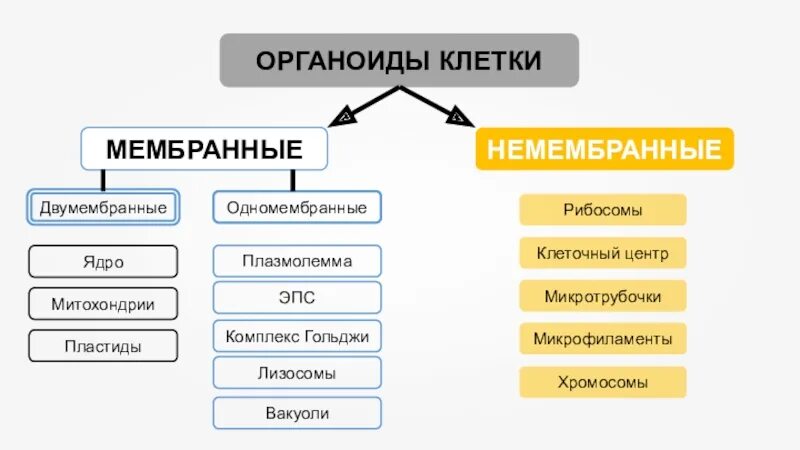 Органоиды клетки двумембранные и одномембранные и немембранные. Схема органоиды двумембранные одномембранные. Двумембранные одномембранные и немембранные органоиды таблица. Двухмемранные немембраннве.