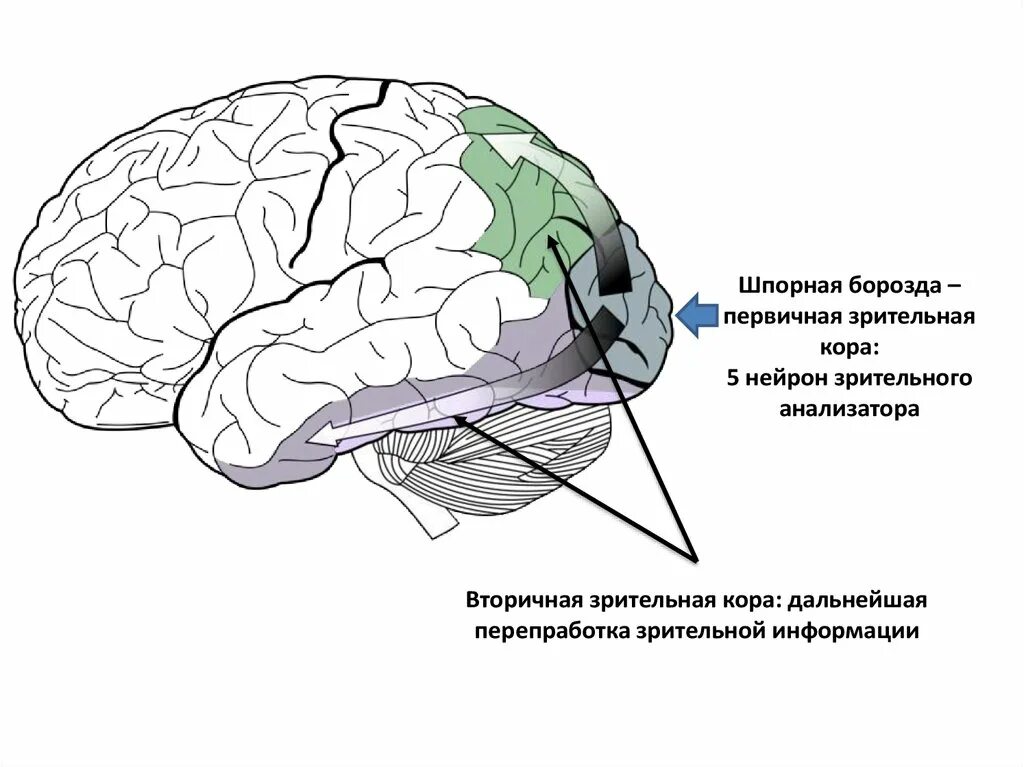Зрительная зона в коре полушарий расположена. Корковый отделхрительного анализатора. шпорная борозда зрительная кора. шпорная борозда анализатор. корковый отдел зрительного анализатора.