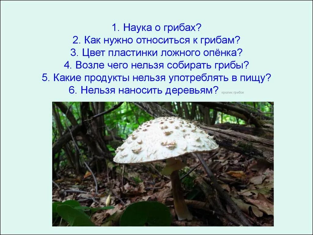 Наука про грибы. Наука о грибах. Как называется наука о грибах. Сообщение о науке о грибах. Наука о грибах 5 класс.