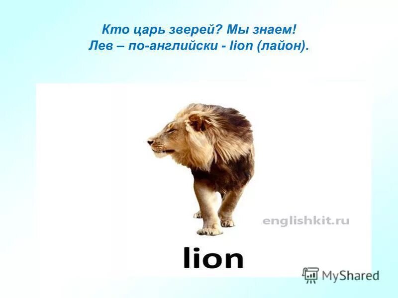 Предложение со словом лев. Составление предложений из предложенных слов. Составить предложение из слова лев. Составь предложение из слов 1 класс. Описание льва.