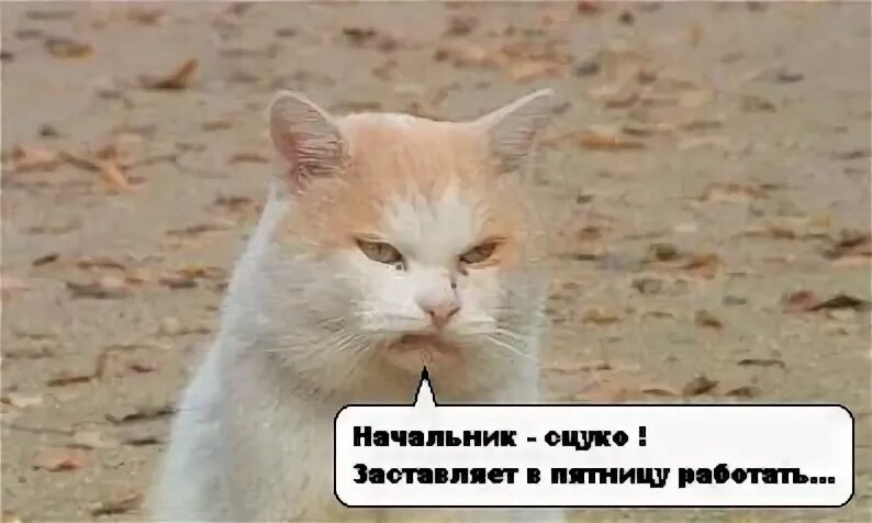 Пятница работа до обеда. Отпустите с работы. пятница домой с работы. пятница и начальник. уходя с работы в пятницу.