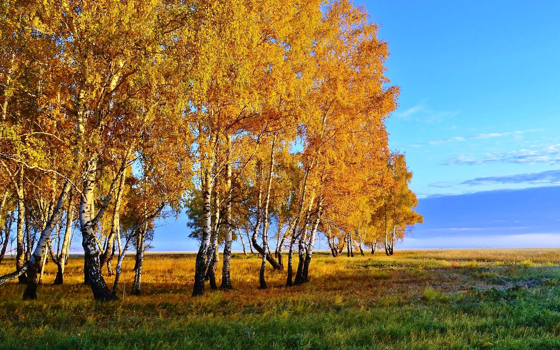 березы желтою резьбой блестят в лазури голубой. березы желтою резьбой. желтая береза северной америки. березы желтою резьбой. золотая осень солнце.