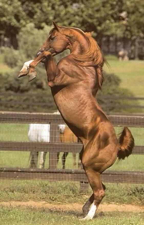Сильная верховая. Лошадь на дыбах. Сильный конь. Мощная лошадь. Стльнвй конь.