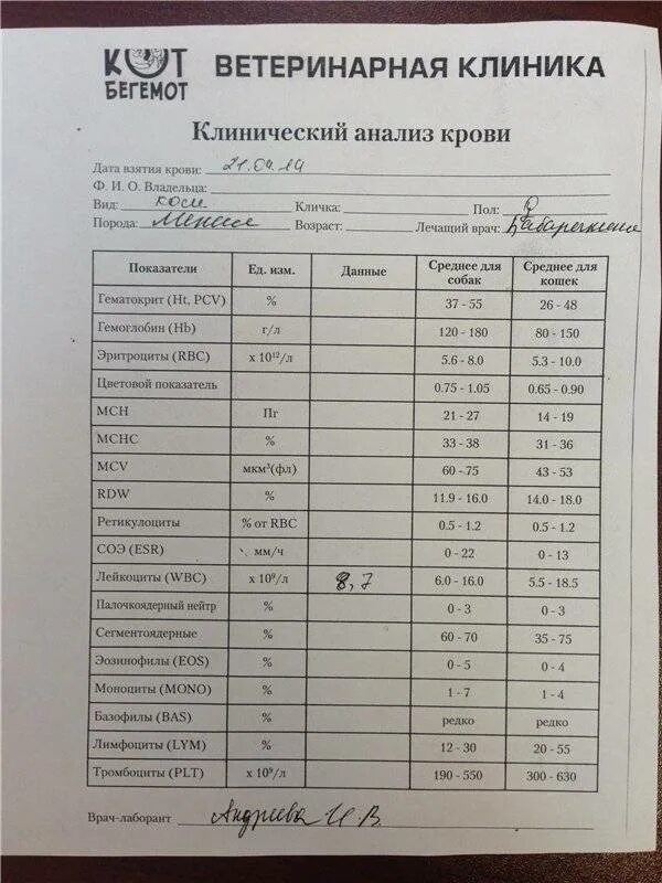 Биохимия крови где сдать. Бланк на общий анализ крови с нормами. Биохимия кошачьего анализа крови норма. Биохимия крови кошки норма. Биохимия крови собаки расшифровка.