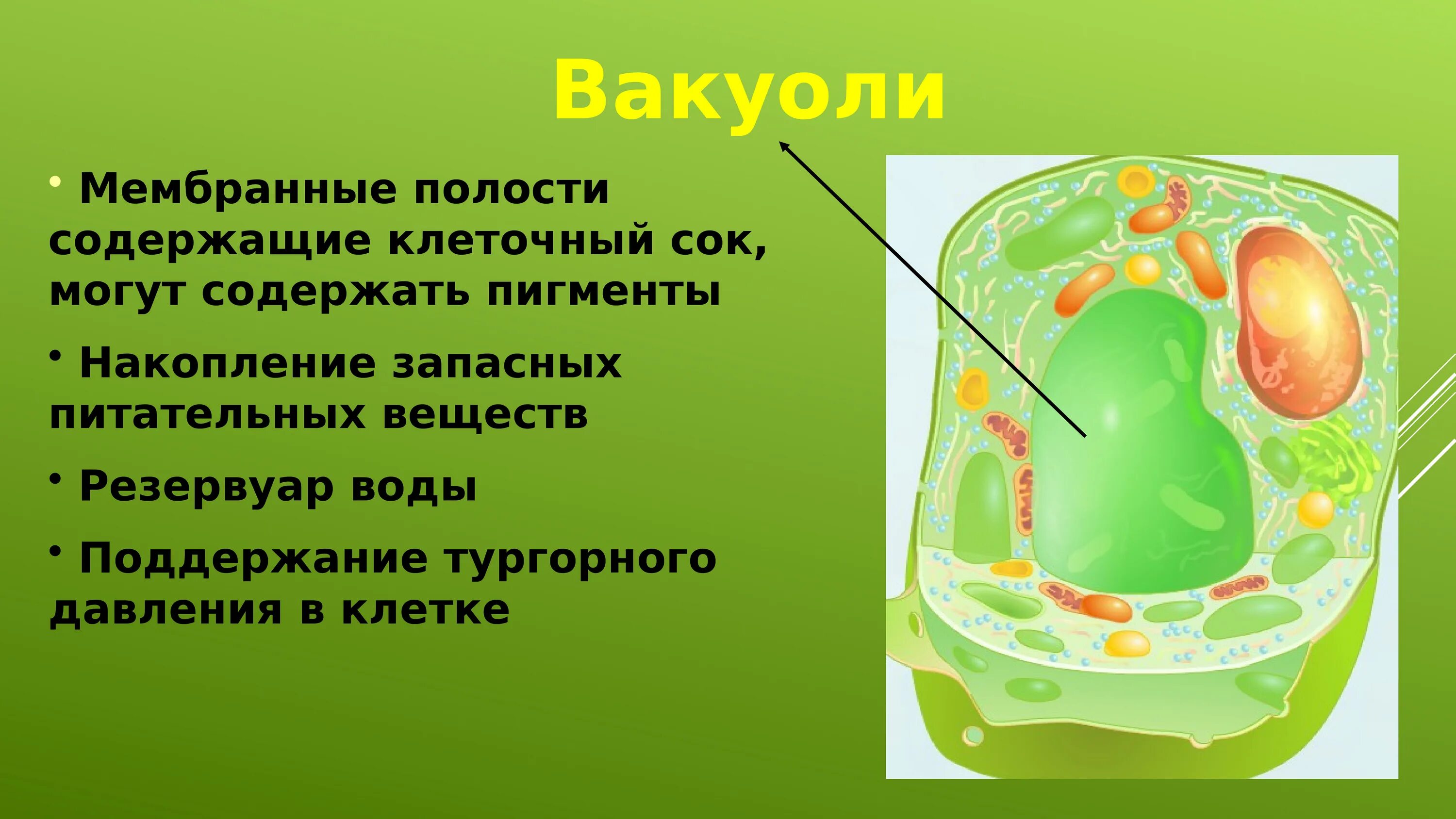 Крупная вакуоль растительной