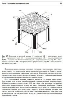 Центр дольки печени
