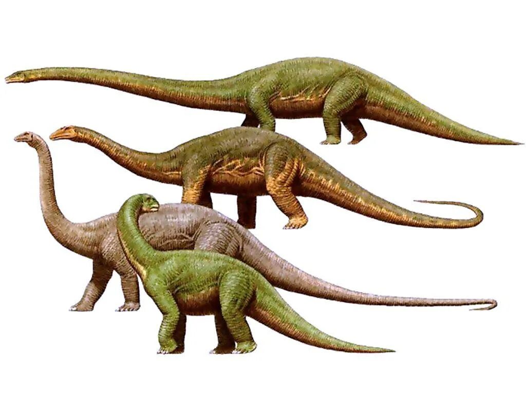Диплодок по габаритам. Диплодок размеры. Диплодок по габаритам. Diplodocus hallorum. Диплодок динозавр.