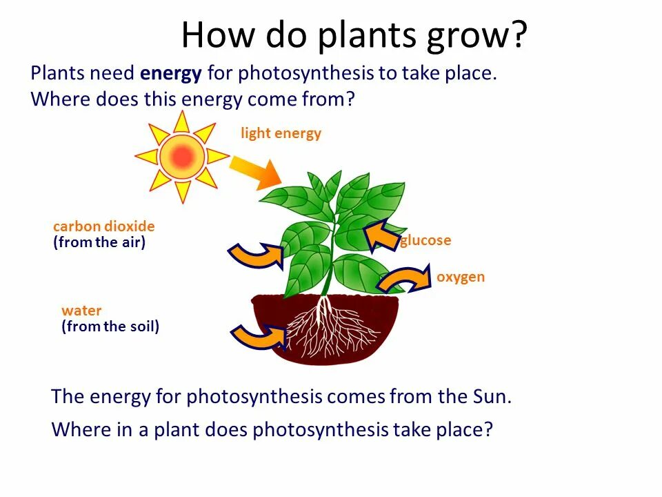 How Plants grow. How do Plants grow. How to grow a Plant. How Plants grow for Kids. Where does this take you