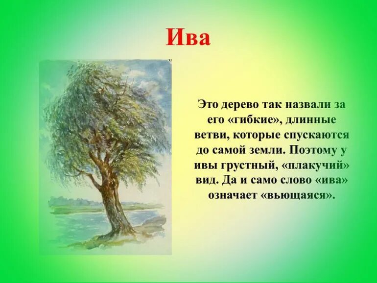 Сообщение о дереве. Рассказ о дереве. Ива описание. Ива дерево описание. Характеристика слова дерево