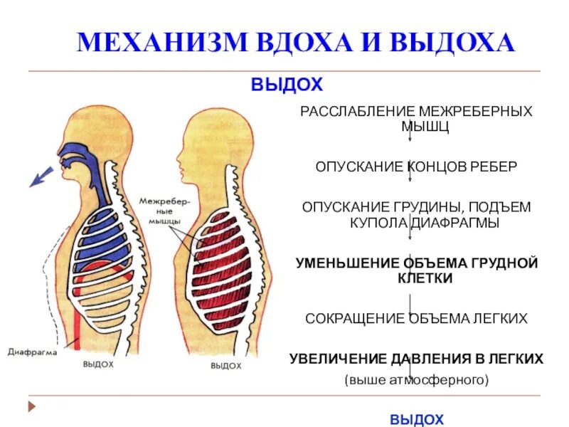 Дыхательные движения. Механизм дыхания. Жизненная ёмкость лёгких.. Дыхательная система человека механизм вдоха и выдоха. Схема механизма дыхания. Какие механизмы обеспечивают регуляцию вдоха и выдоха?.