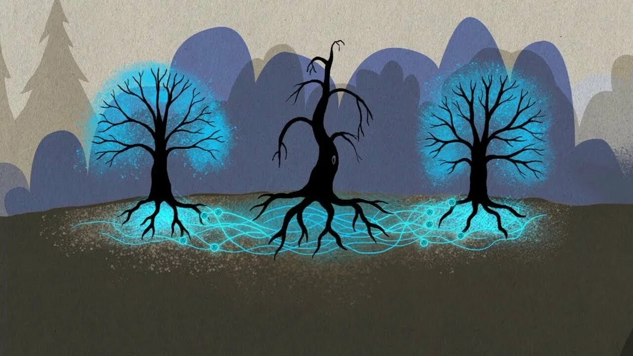 Тайная жизнь деревьев аудиокнига. Дерево общения. разговор деревьев. деревья разговаривают. тайная жизнь деревьев.