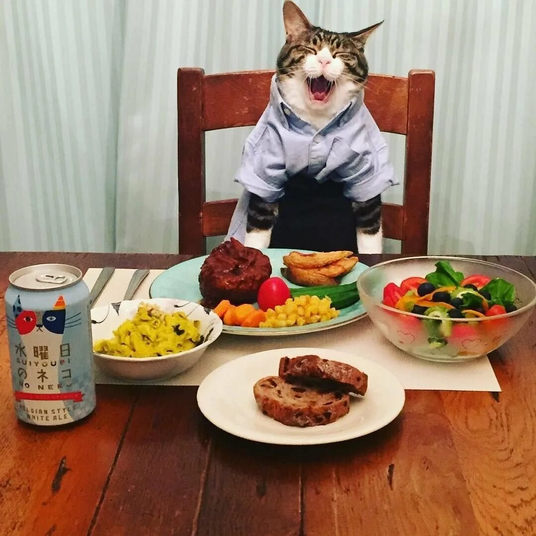 Собираюсь пообедать. Животные и еда. Кот за столом. Кот обед. Кот за столом с едой.