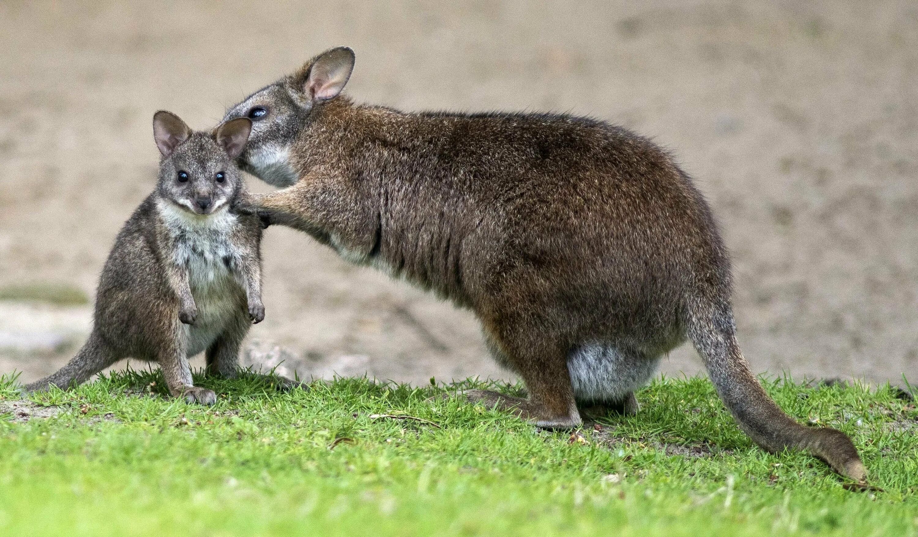 Сумчатое животное название. Кенгуровые крысы (сумчатые). Карликовый кенгуру валлаби. Сумчатые кенгуру. Валлаби Австралия.