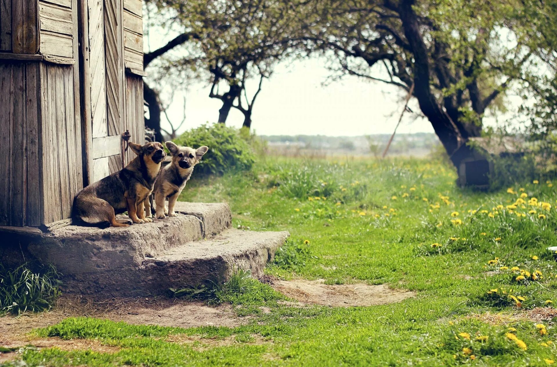 Dog village. Собака на крыльце. Собака в деревне. Собака во дворе. Двор в деревне.