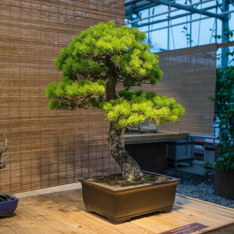 пираканта форчуна бонсай. самое домашнее дерево. вяз мелколистный бонсай. фикус мелколистный бонсай. самое домашнее дерево.