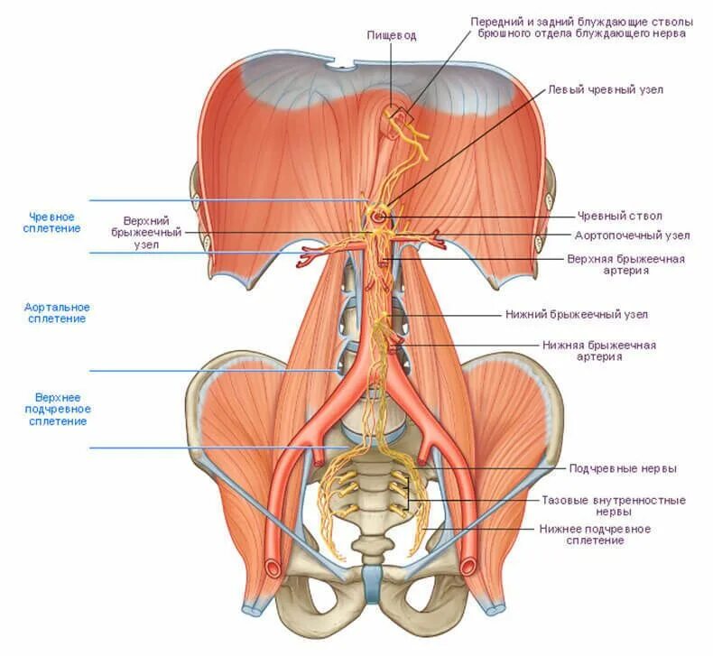 Чревные узлы анатомия. Чревное сплетение анатомия ветви. Большой чревный нерв анатомия. Чревное сплетение блуждающего нерва. Ствол латынь