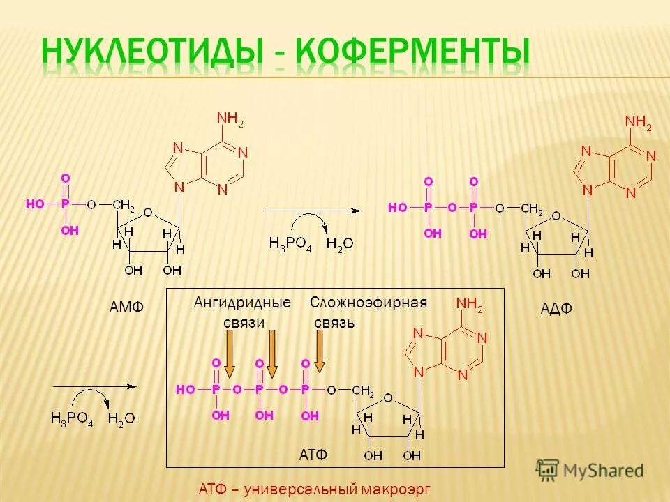 Кофермент атф. Сложноэфирная связь в АТФ. Ангидридная связь в АТФ. Коферменты нуклеотиды. Сложноэфирная связь в биохимии.