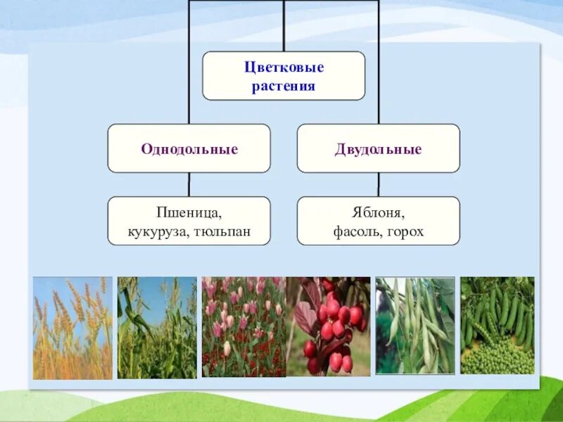 К однодольным растениям относятся пшеница. Однодольное или двудольное растение. Пшеница однодольное или двудольное. Горох однодольное. Яблоня относится к растениям