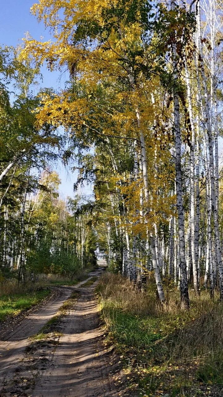 Насаждения вдоль дорог. Березы вдоль дороги. Береза на трассе. Дорога в солнечный день обои 1920х1080. Береза осень.