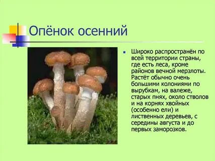 Опенок осенний описание