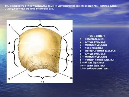 Үлкен бөкселер порносын қараңыз