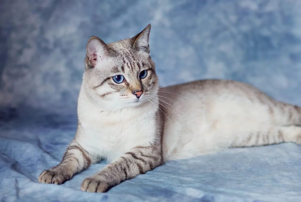Тайская тэбби пойнт кошка. Кошечка сила. Кошечка сила. Тайский кот табби пойнт. Тайский кот.