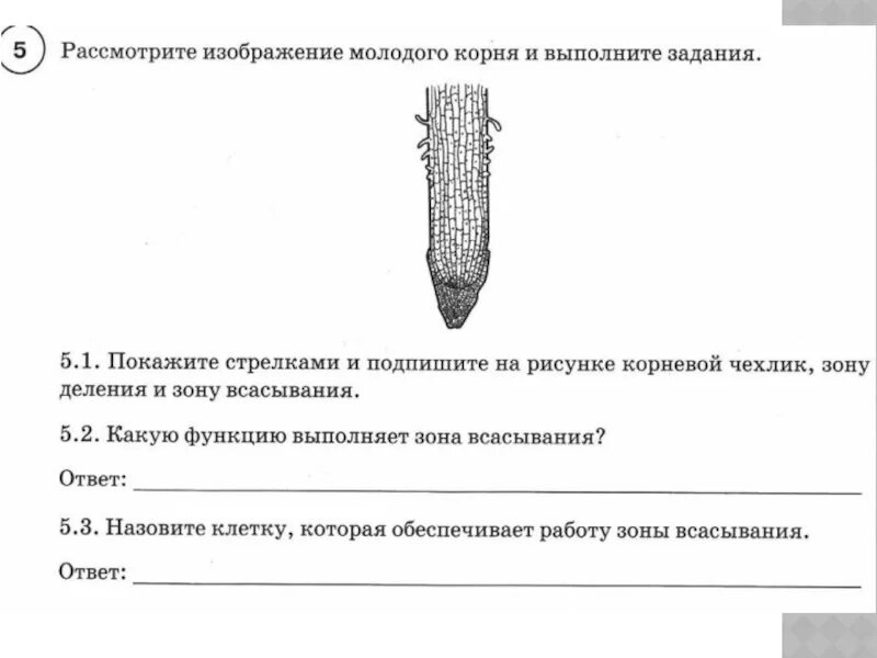 Строение молодого корня фасоли под микроскопом. Зоны корня ВПР. Строение и зоны молодого корня. Строение корня зоны. Зоны корня 6 класс биология.