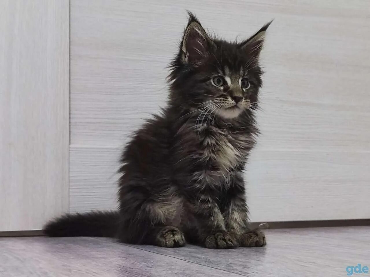 Котенок мейн куна краснодар. Мейн кун краснодар. Котенок мейн куна краснодар. Котята мейн кун 2 недели. Мейн кун черно белый котенок 2 месяца.