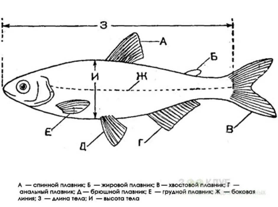 Класс рыбы плавники. Схема внешнего строения рыбы. Внешнее строение аквариумной рыбы. Строение аквариумной рыбки. Внешнее строение аквариумных рыбок.