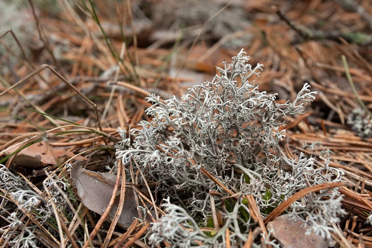 Лишайники степей. Кладония Лесная Cladonia sylvatica. Кладония лишайник. Ягель Плантариум. Лишайник Плантариум.