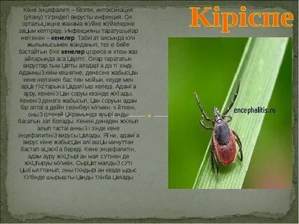 Түрік порно фильмдері