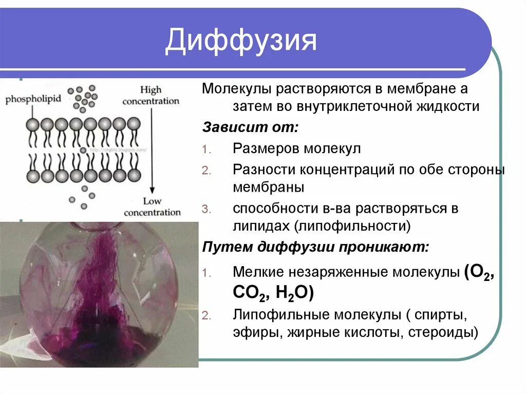Строение диффузии. Диффузия мембраны. Диффузия функции. Характеристика диффузии. Диффузная строение