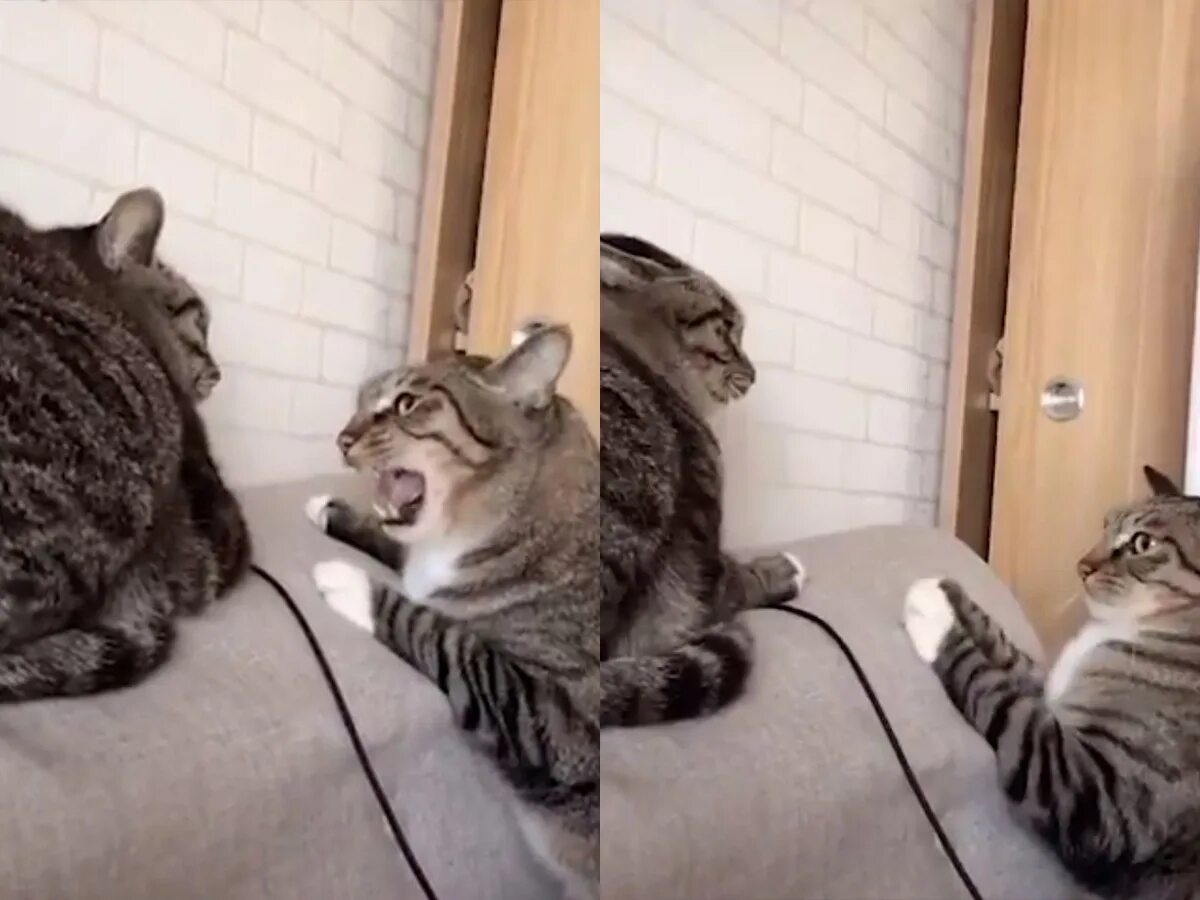 Кот работает. Кот сомневается. Кот напомни. Котик напоминает. Лица трех котов.