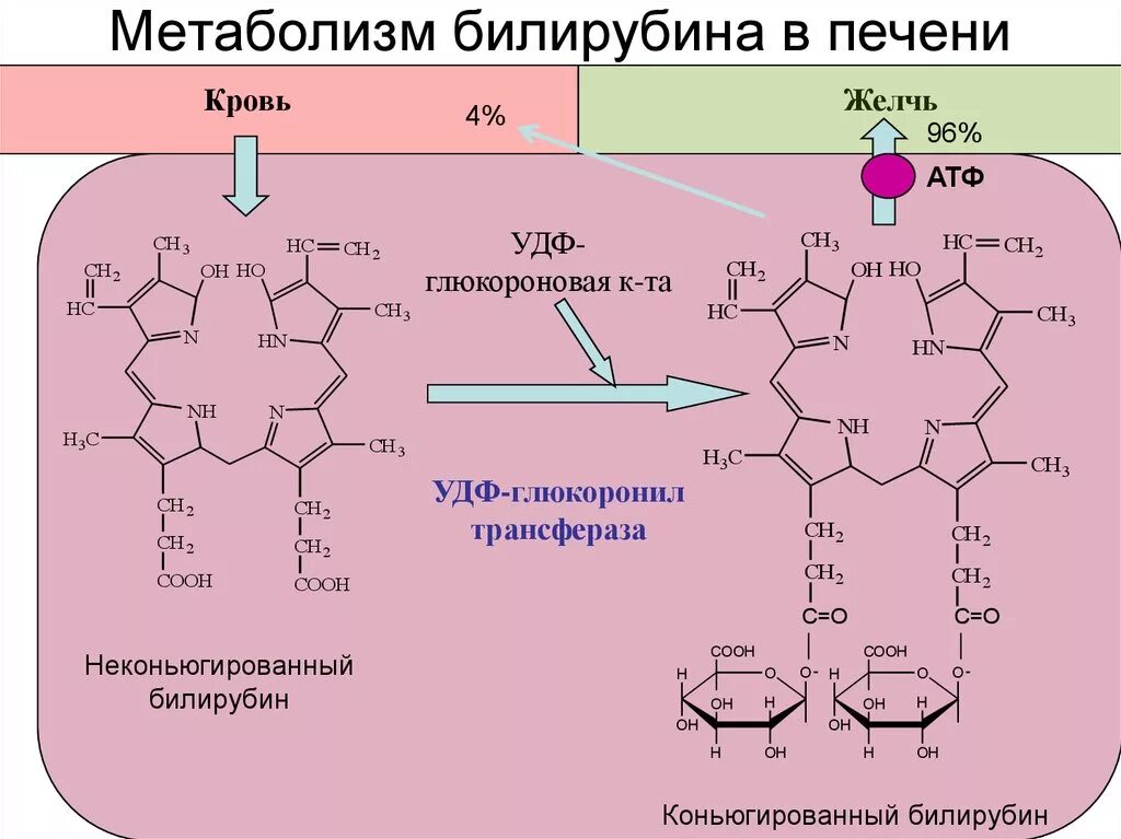 Атф анаболизма. Реакция образования непрямого билирубина. Реакция образования прямого билирубина. Строение и образование билирубина. Формула прямого билирубина биохимия.