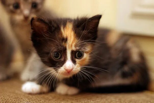 Трехцветный котенок. Трёхцветный котёнок девочка. Котенок Фрэнсис. Трёхцветные кошки только девочки. У черной кошки родился трехцветный котенок