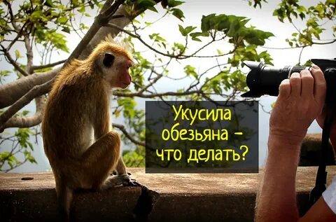 Укусила обезьяна