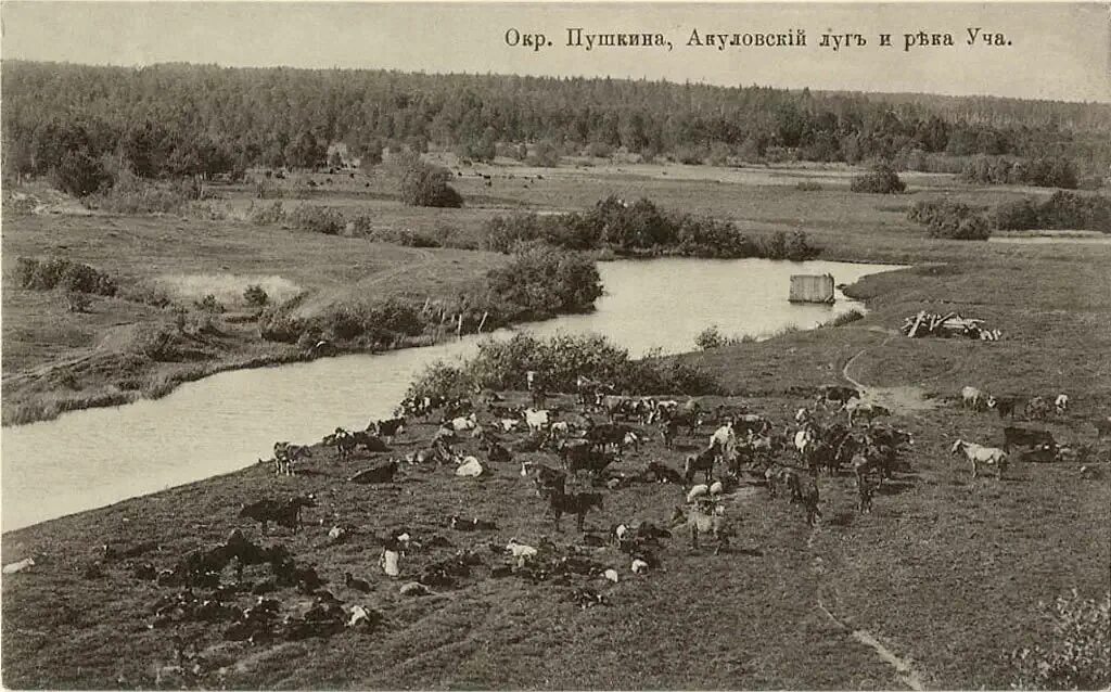 Река уча марфино. Старая большая уча. Старая большая уча. Акулова гора в пушкино фото. Большая уча.