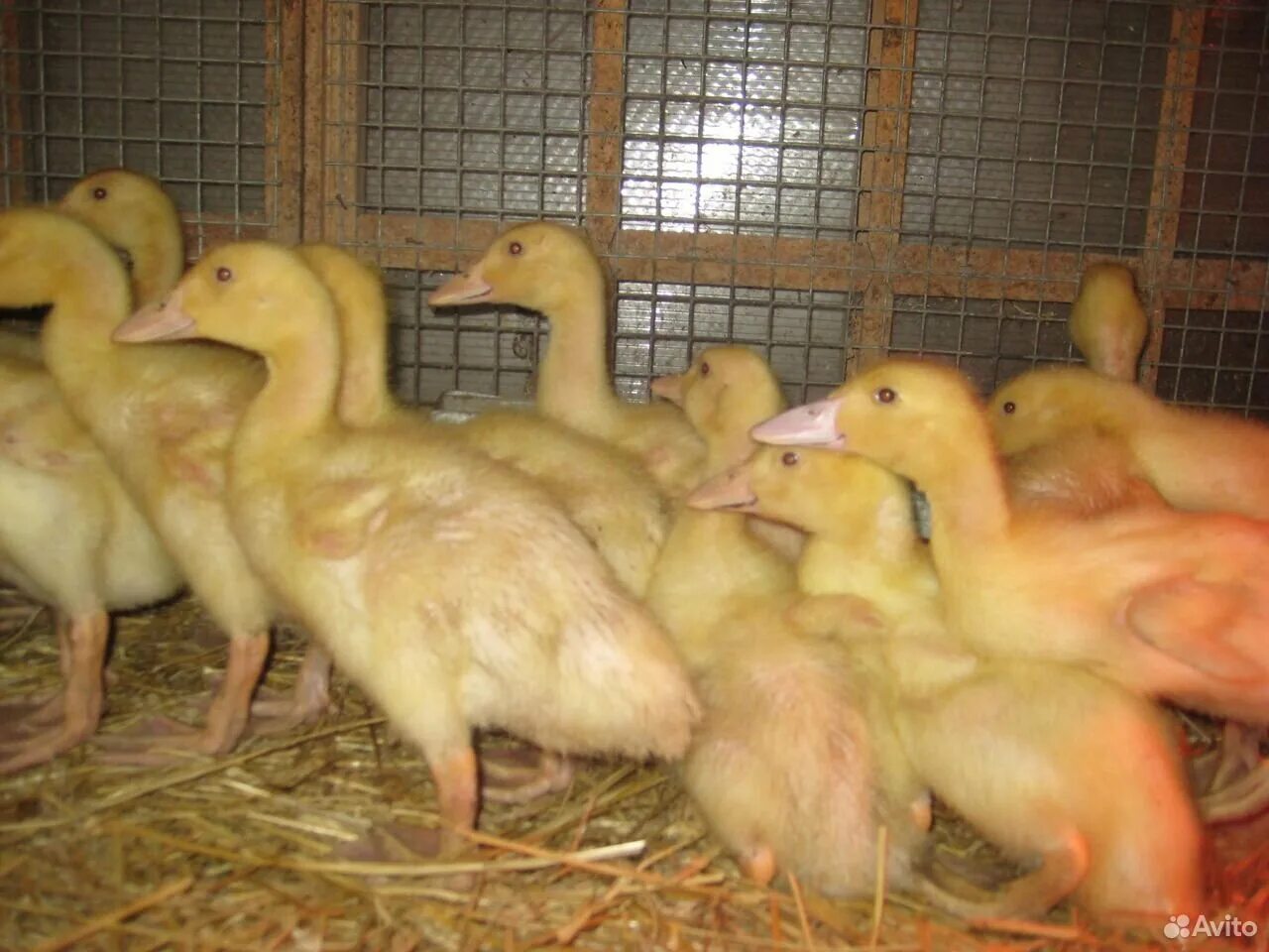утка стар 53. утята породы стар 53. утка стар 53. пекинская бройлерная утка. старт 53 порода уток.