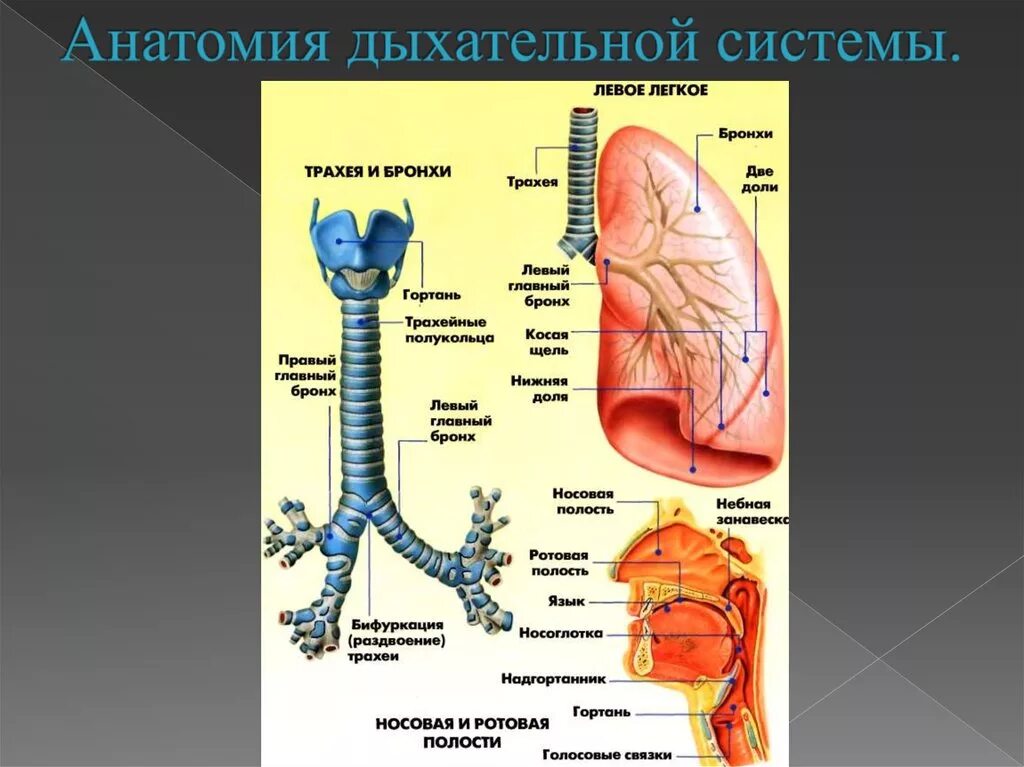 Отделы дыхательной системы схема. Анатомия дыхательных путей. Строение дыхательной системы человека. Отделы. Анатомические структуры системы органов дыхания.
