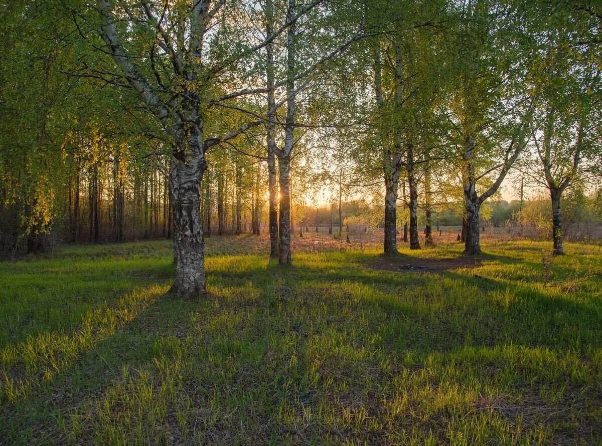 Заречный парк киров. Заречный парк Глазов. Заречный парк Луга. Рассвет в березовой роще.