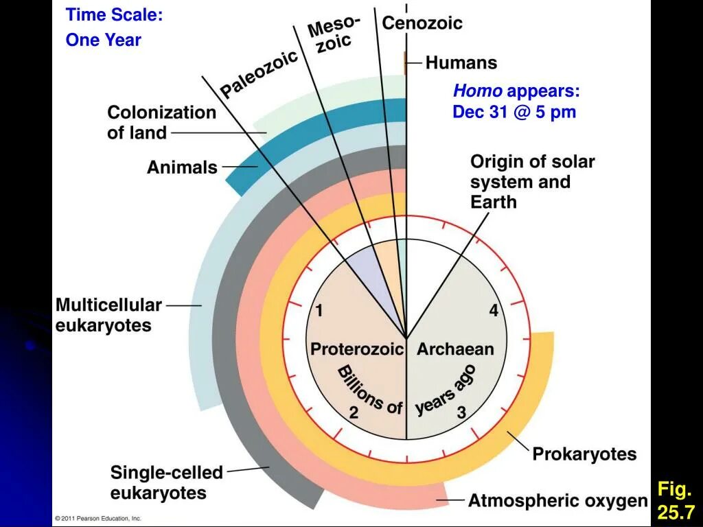 Time scaling. The origin of life on earth. тайм скейл. geological time scale. network of early life.