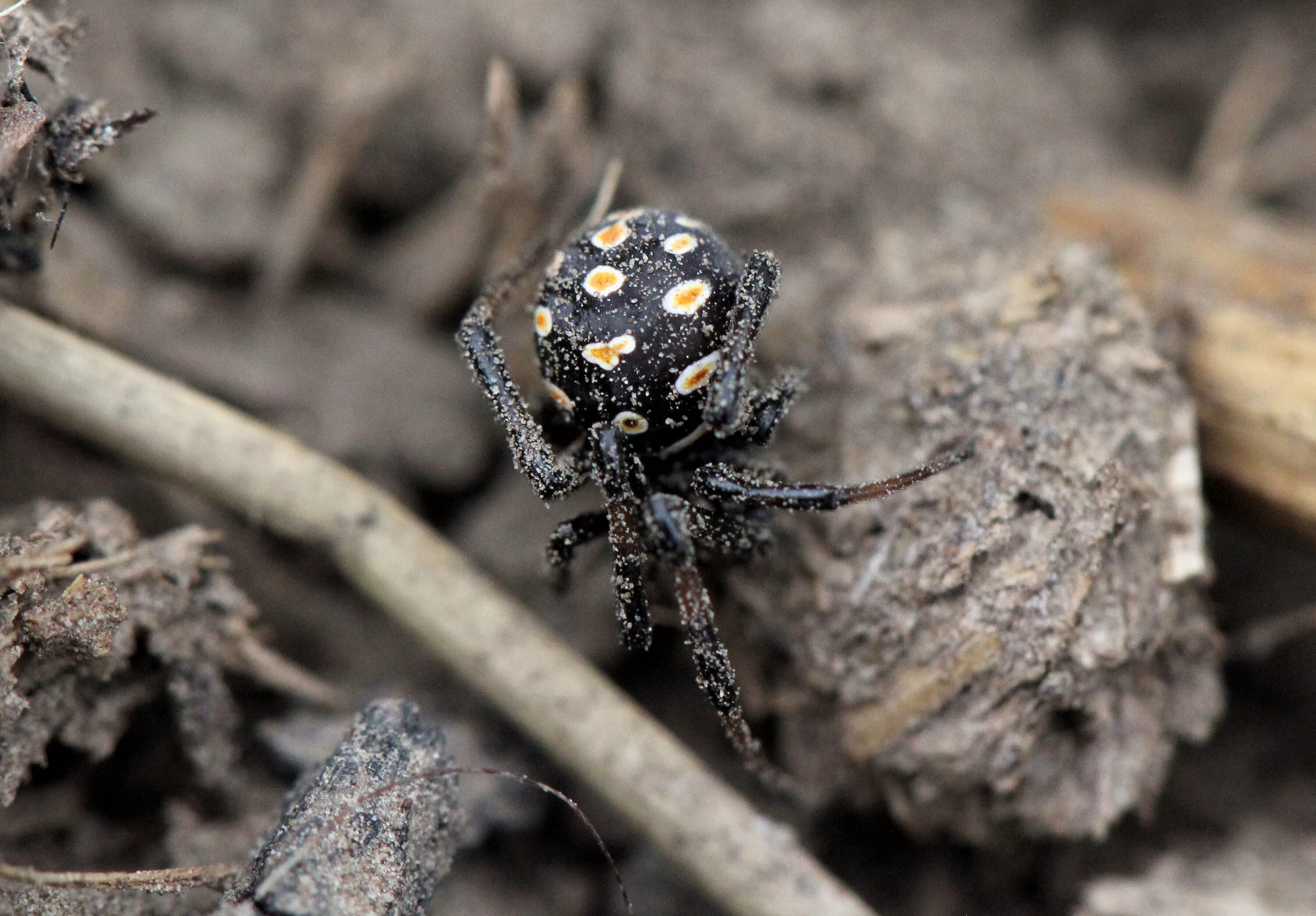 Как выглядит каракурт. Каракурт паук. Каракурт (Latrodectus tredecimguttatus). Каракурт паук кокон. Крымский паук Каракурт.