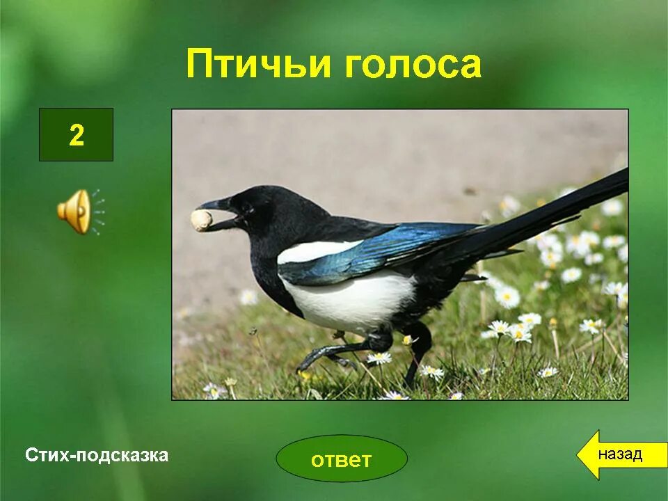 Образ жизни птиц открытых пространств. Многообразие птиц. Птицы открытых пространств. Птицы открытых ландшафтов. Птицы открытых местообитаний.